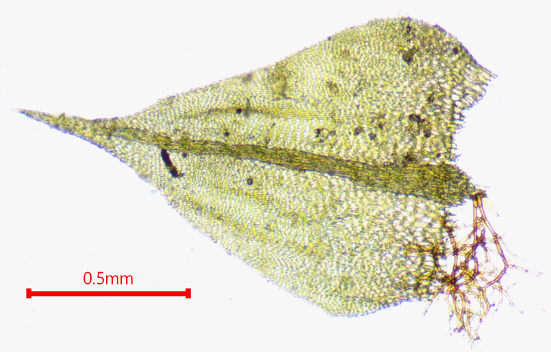 Cratoneuron filicinum